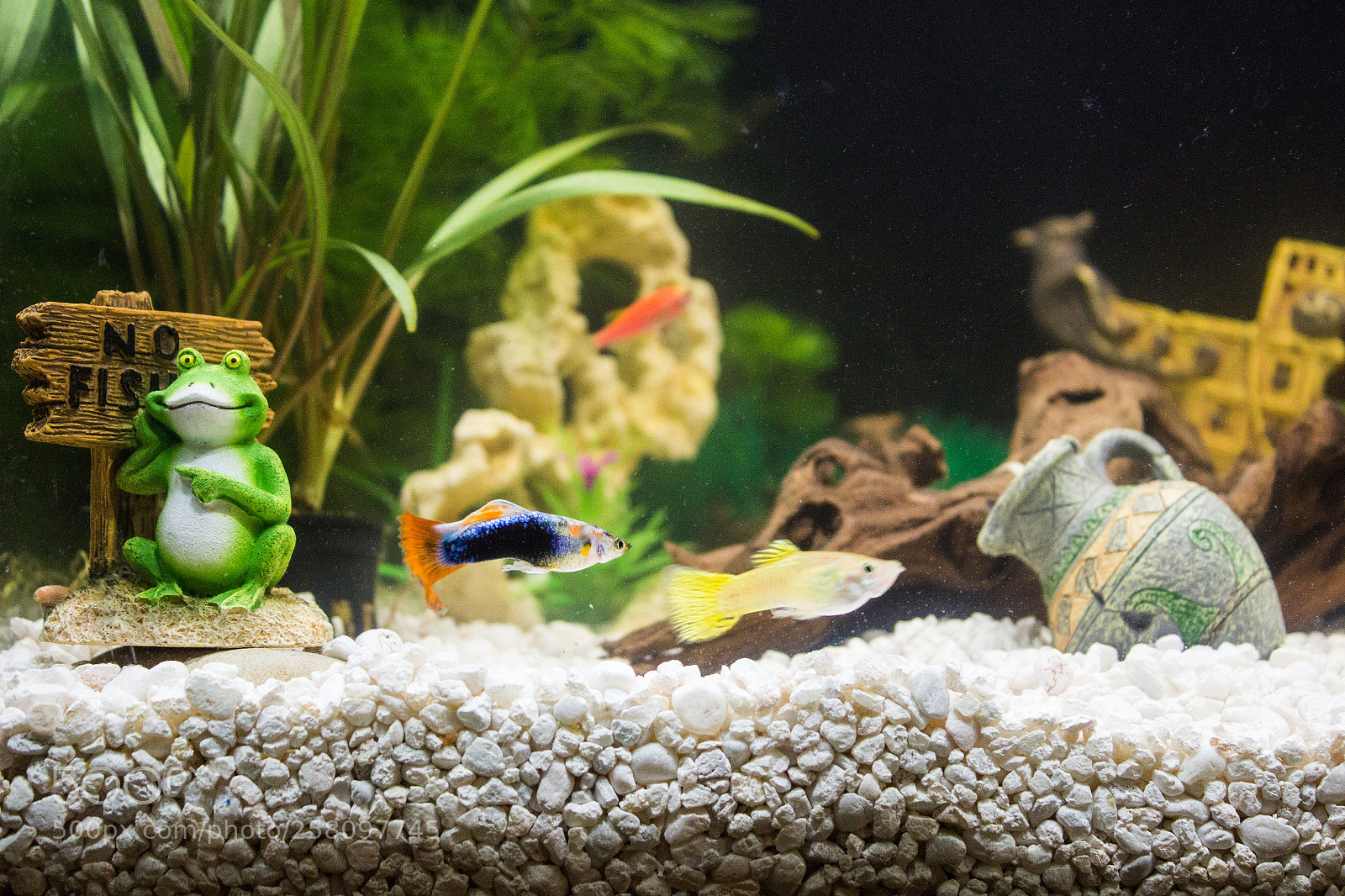 Canon EOS 600D (Rebel EOS T3i / EOS Kiss X5) sample photo. Fishy photography
