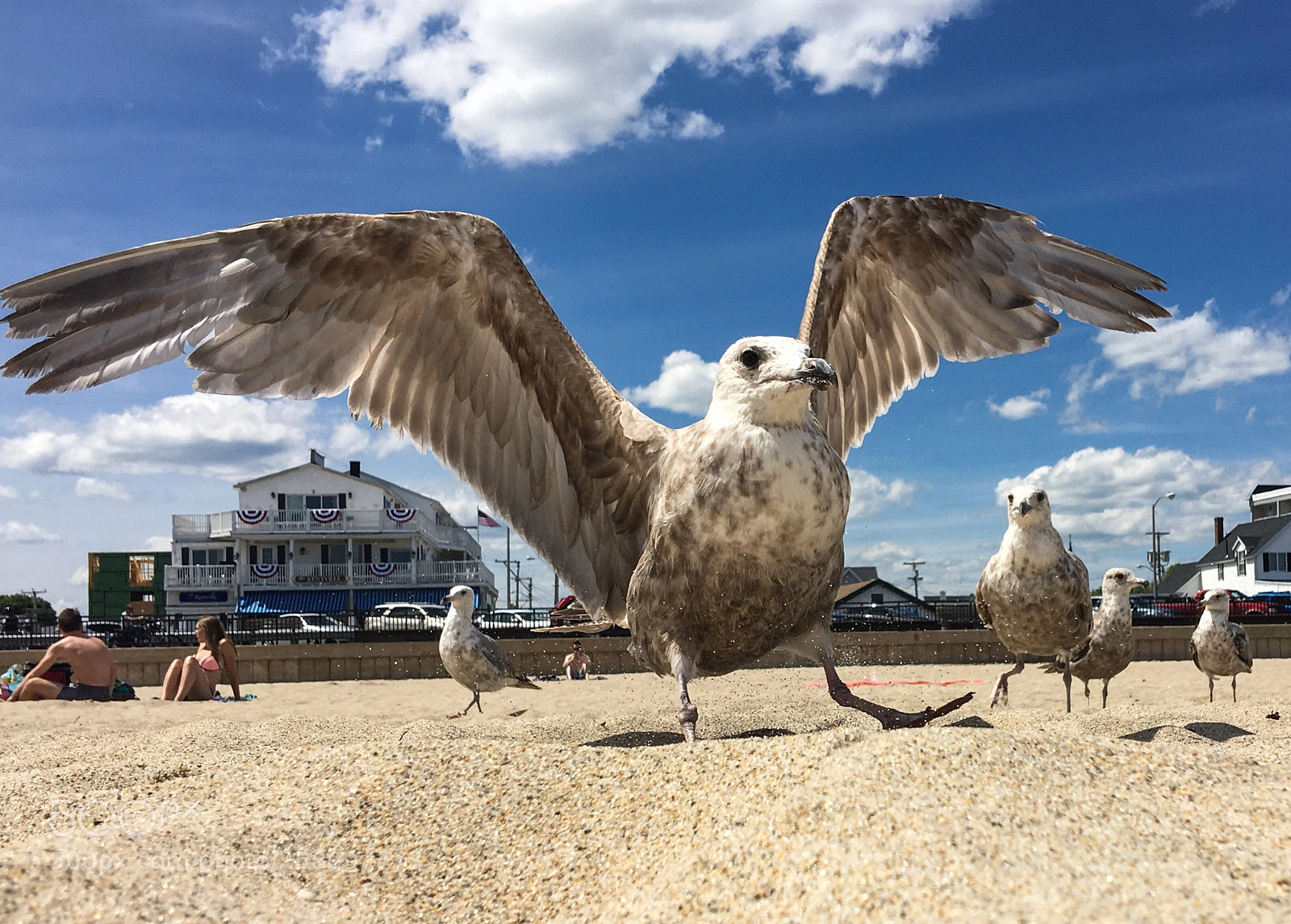 Apple iPhone 6s Plus sample photo. Seangle  photography
