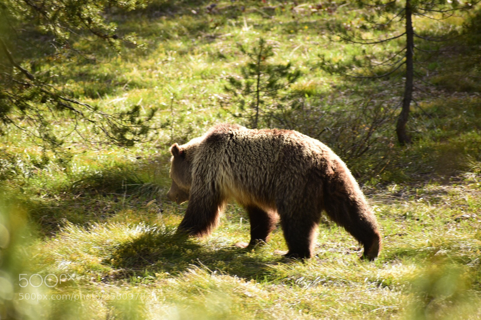 Nikon D3400 sample photo. Seeing bears for the photography