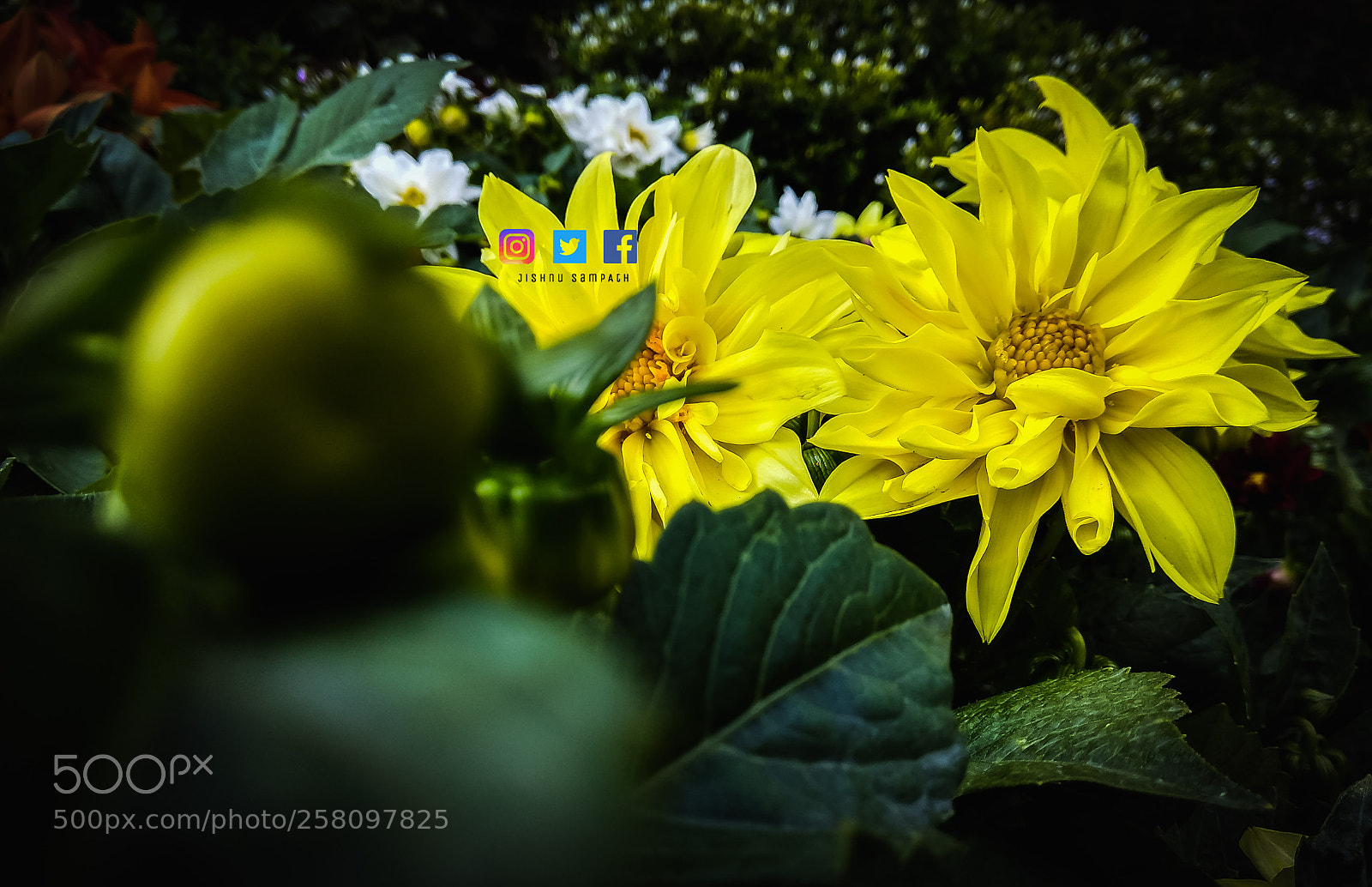 Xiaomi Redmi Note 4 sample photo. Untitled photography