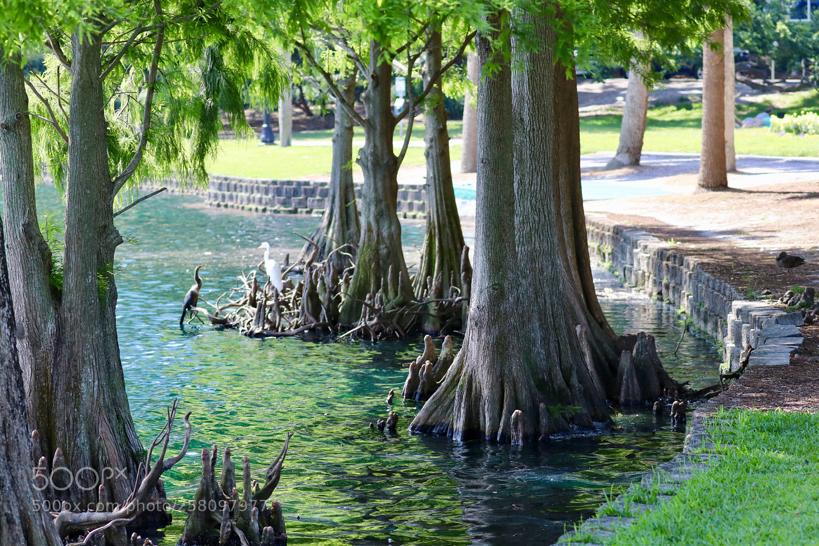 Canon EOS 80D sample photo. Lake eola park  photography