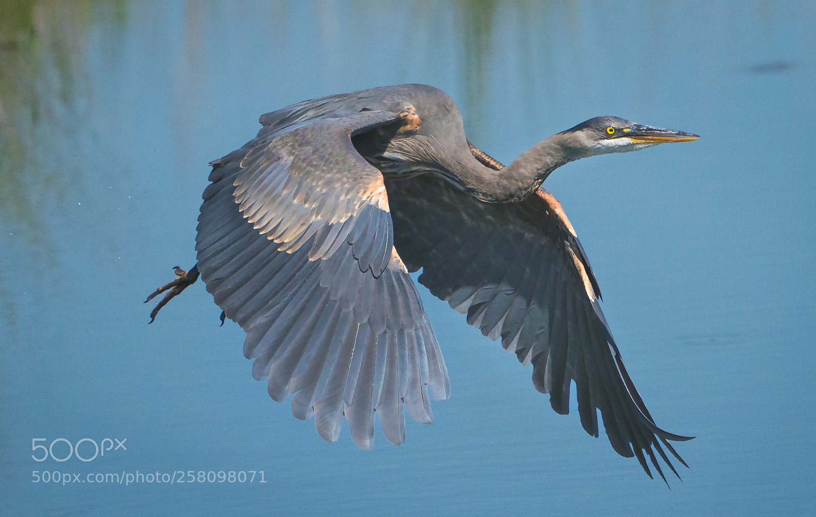 Sony a9 sample photo. Bird of prey photography