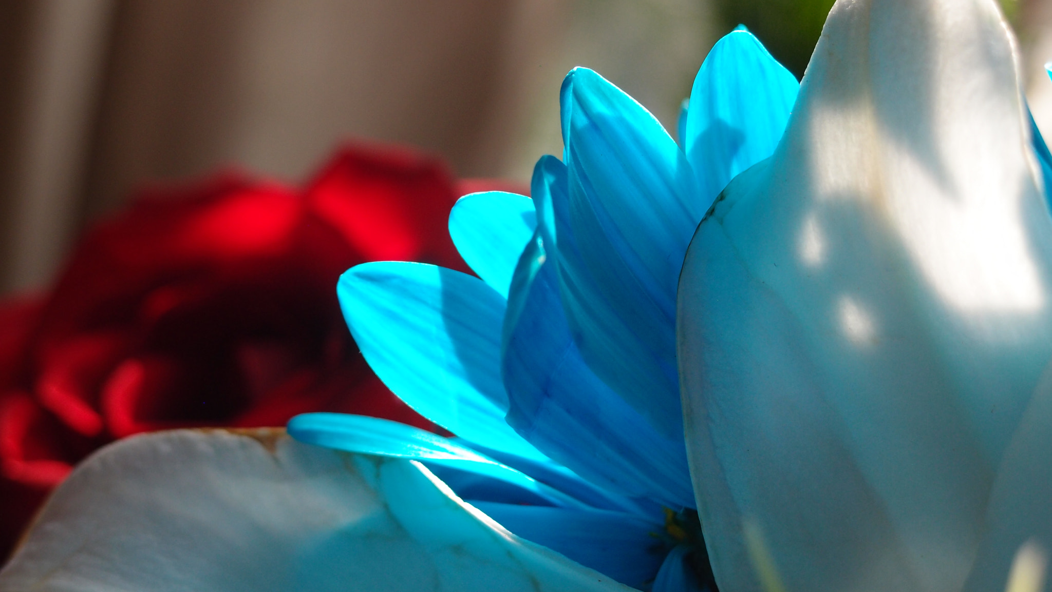 Olympus XZ-1 sample photo. Red white and blues photography