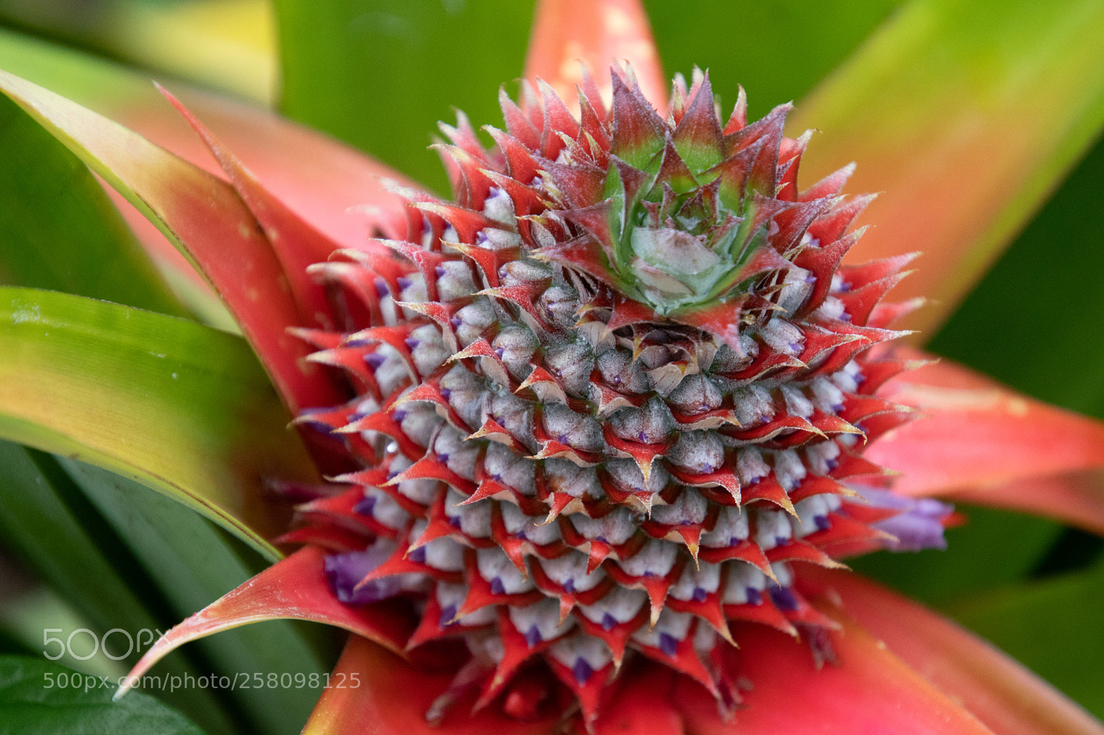Canon EOS 800D (EOS Rebel T7i / EOS Kiss X9i) sample photo. Baby pineapple photography