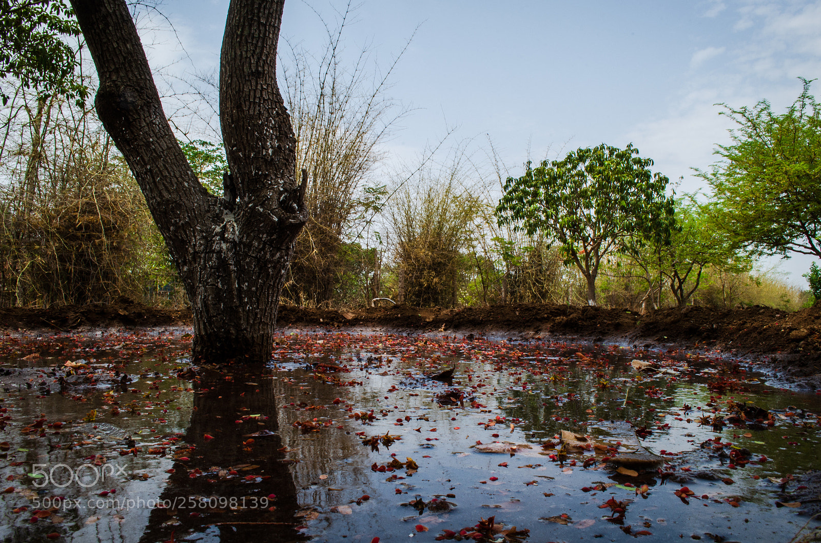 Nikon D5100 sample photo. Reflection photography
