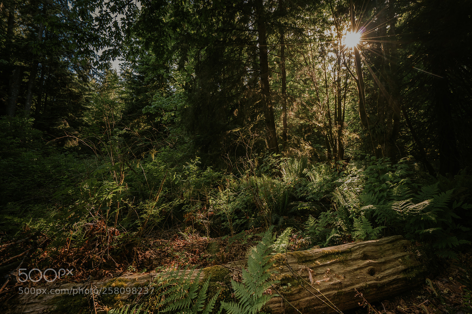 Sony a7 III sample photo. Dsc photography