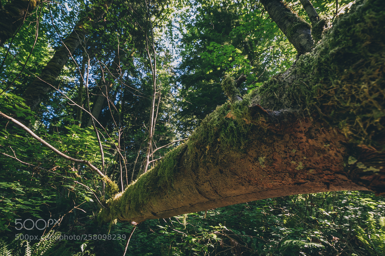 Sony a7 III sample photo. Dsc photography