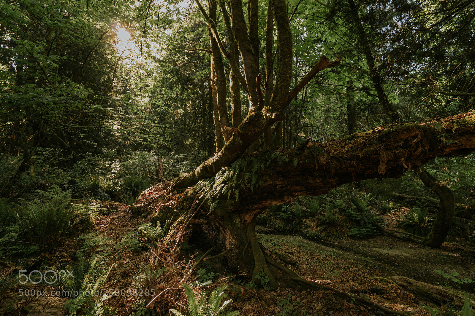 Sony a7 III sample photo. Dsc photography