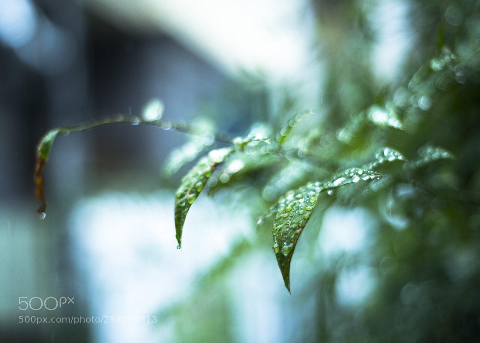 Nikon D810 sample photo. It is raining   no.6 photography