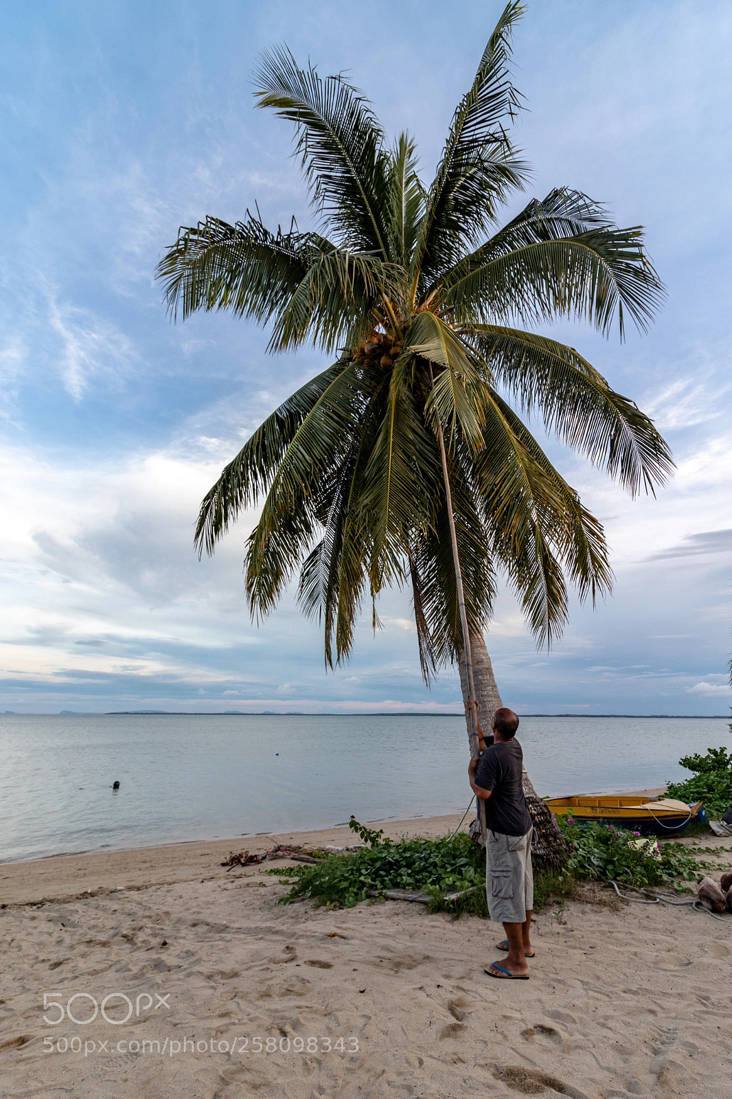 Canon EOS 800D (EOS Rebel T7i / EOS Kiss X9i) sample photo. Gathering coconuts photography