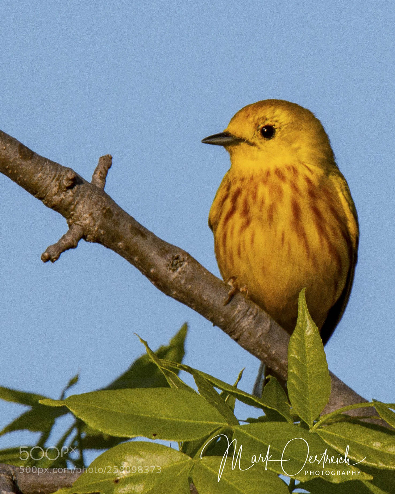 Canon EOS 70D sample photo. Yellow warbler photography