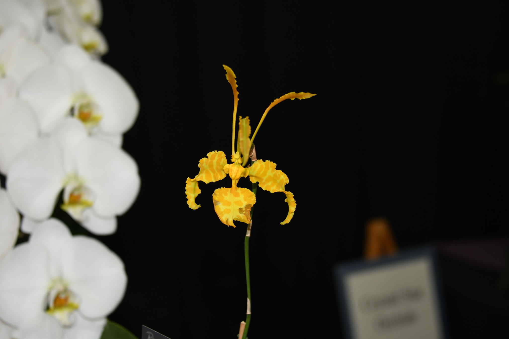 Nikon D7500 sample photo. Bil photography