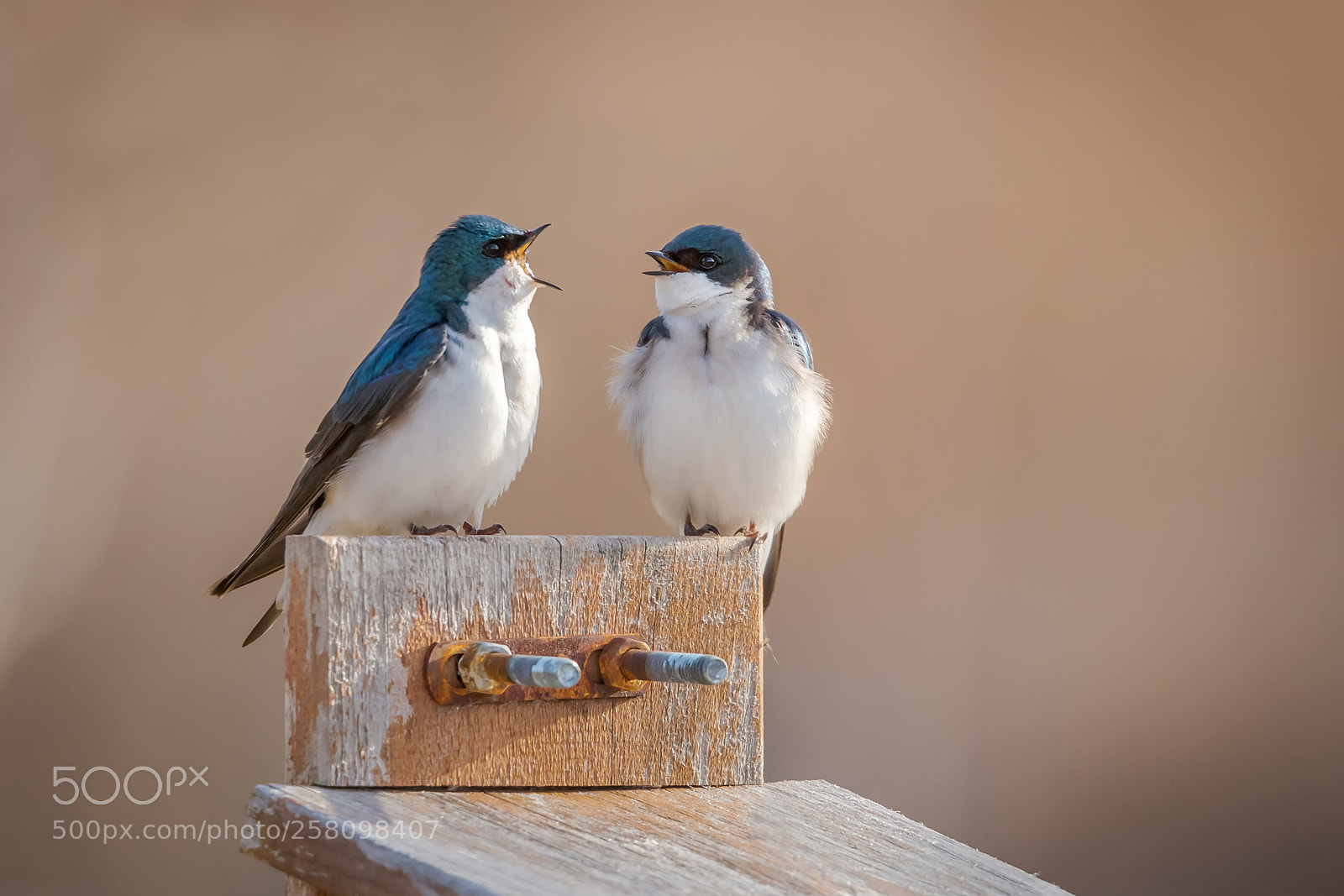 Canon EOS 6D sample photo. Tree swallow photography