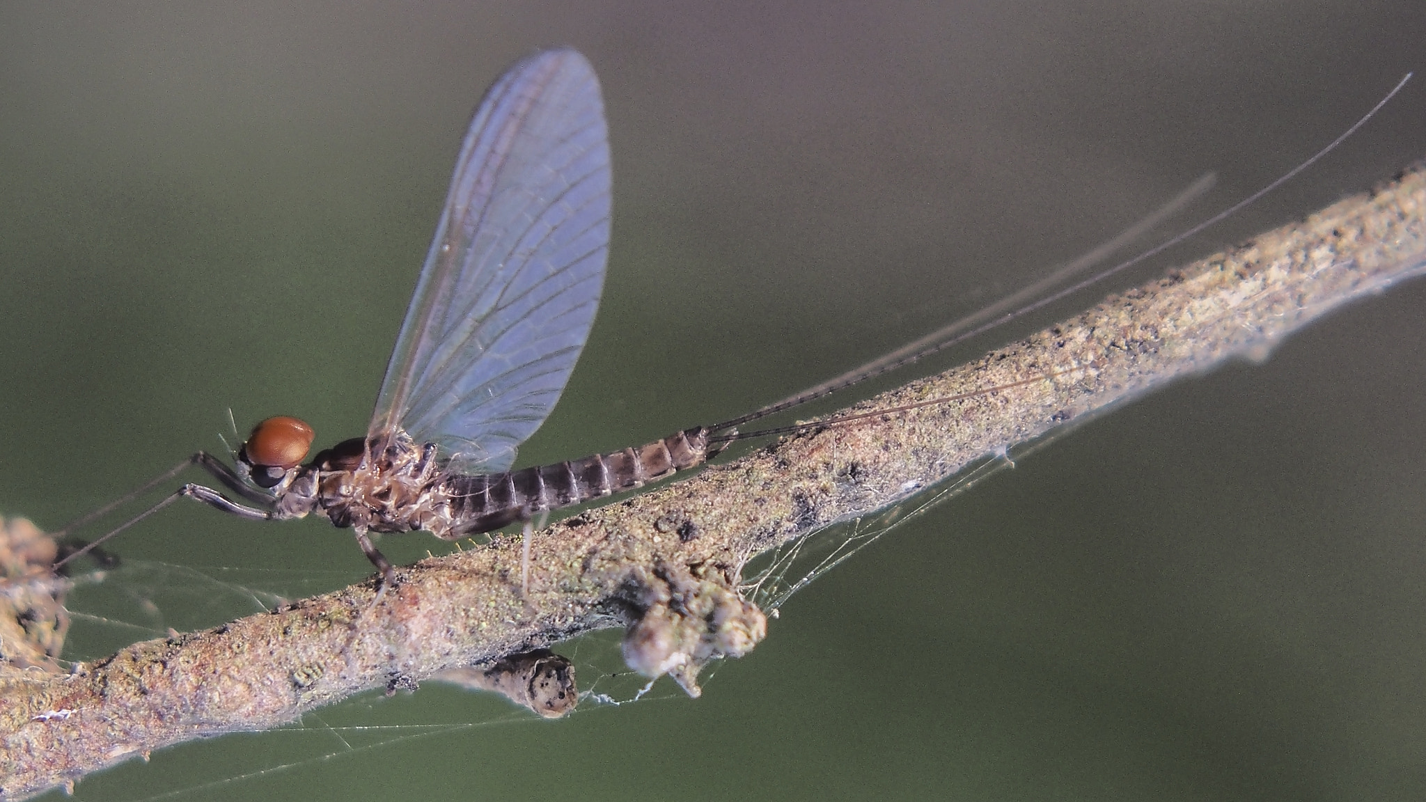 Olympus PEN E-PL6 sample photo. Mayfly photography