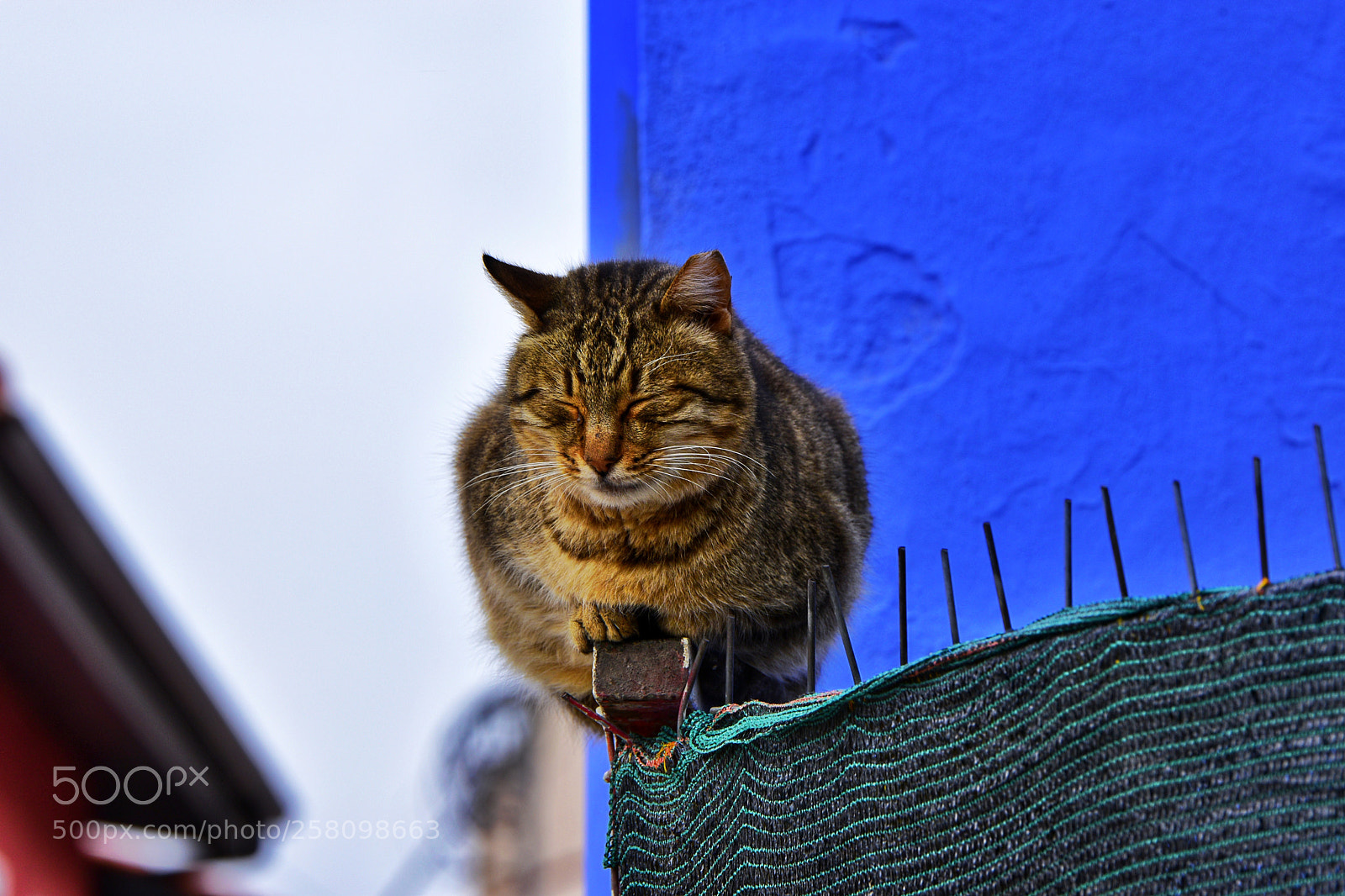 Nikon D5500 sample photo. Cat sitting on the photography