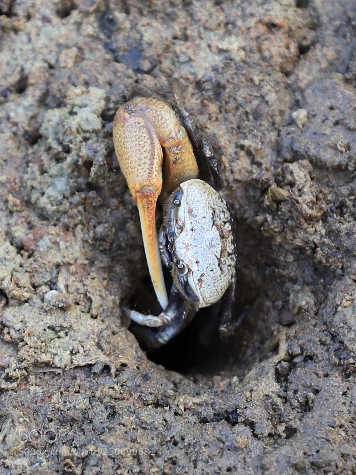 Canon EOS 6D Mark II sample photo. Crab home photography