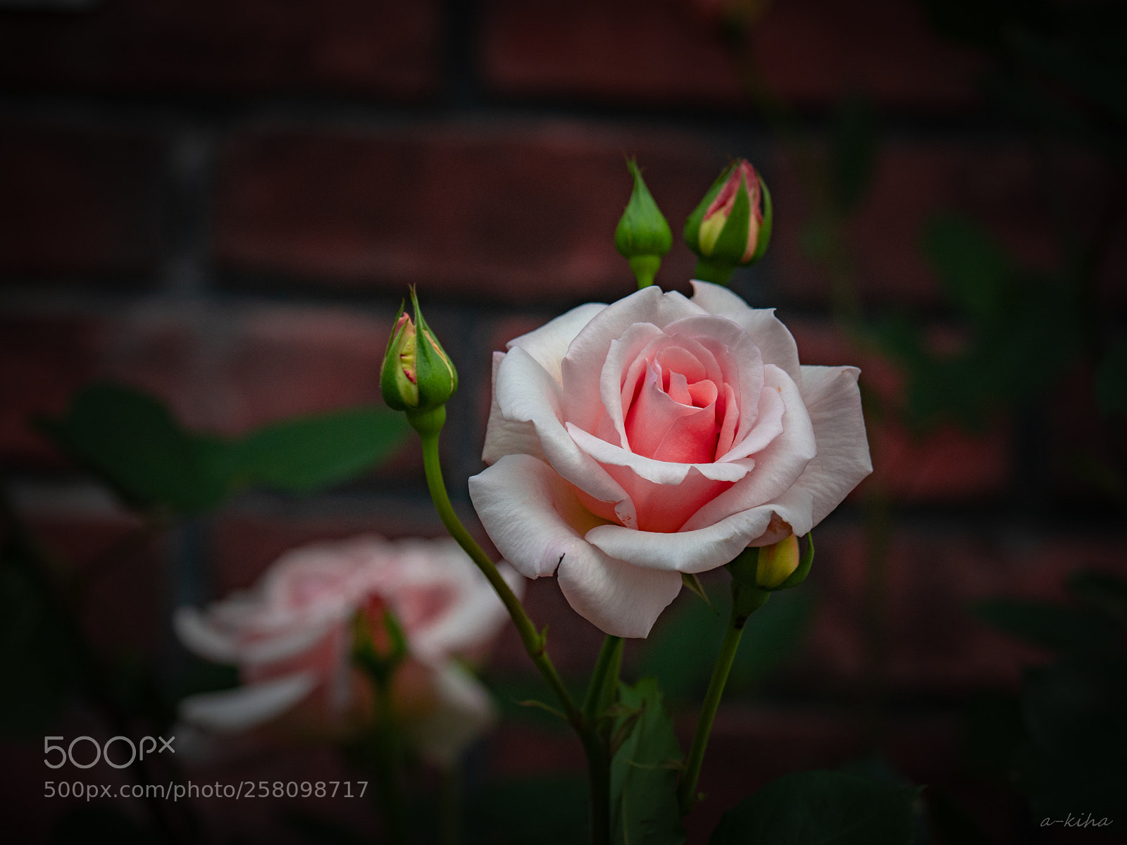Olympus OM-D E-M1 Mark II sample photo. Rosed bloomed photography