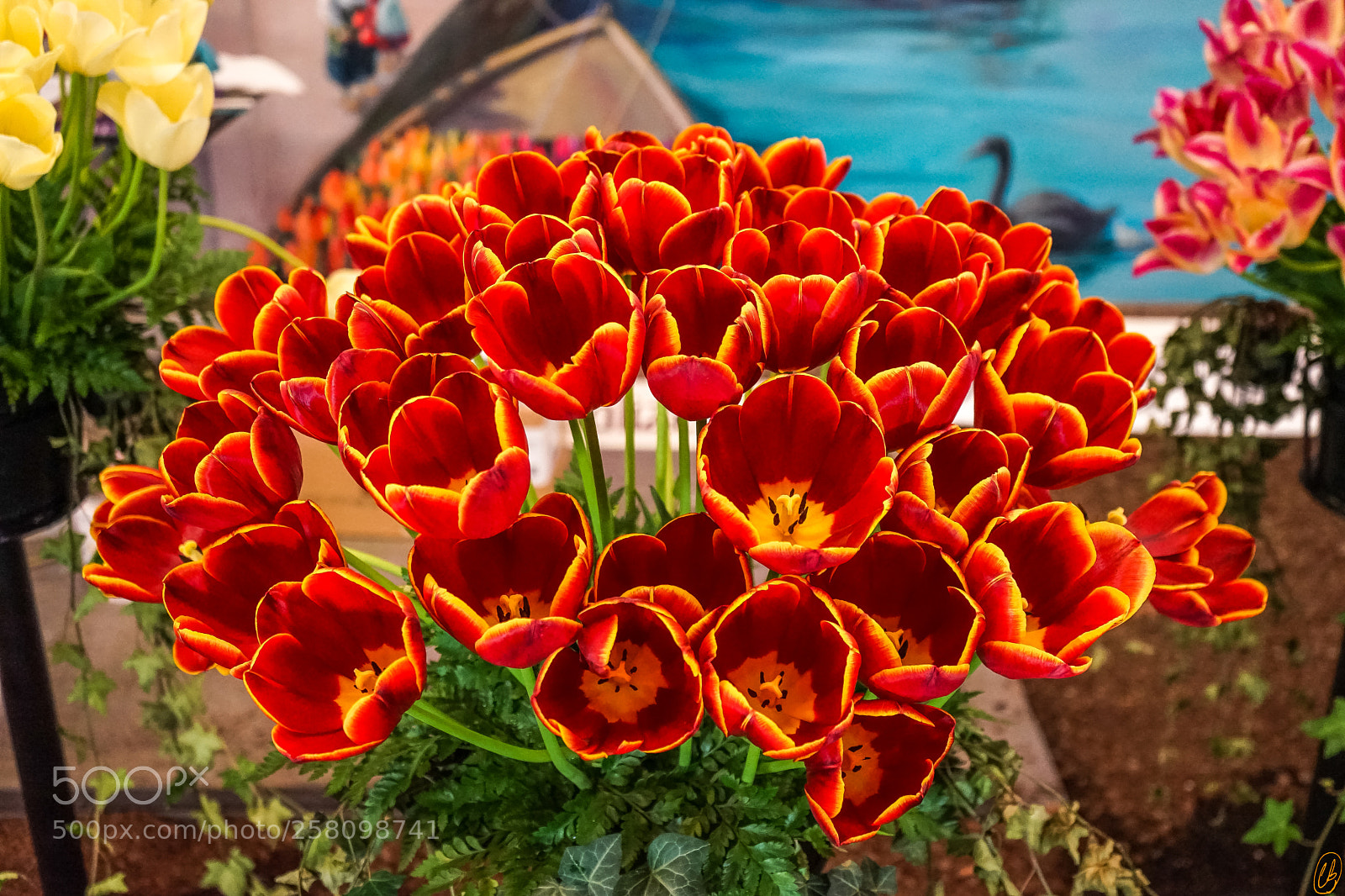 Sony a7 II sample photo. Tulips photography
