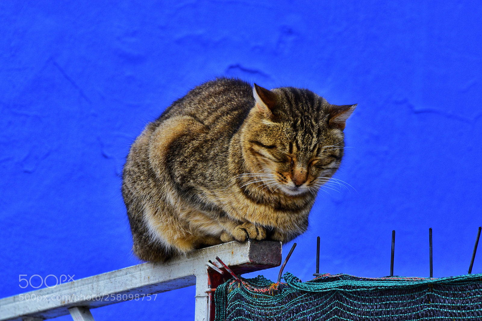 Nikon D5500 sample photo. Cat sitting on the photography