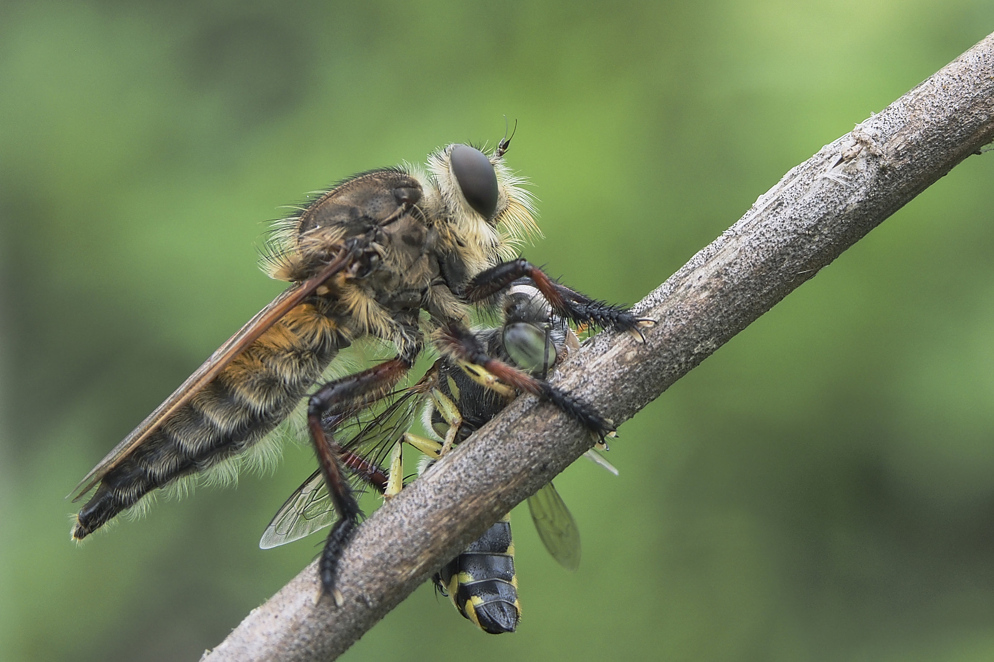 Olympus PEN E-PL6 sample photo. Robberfly photography