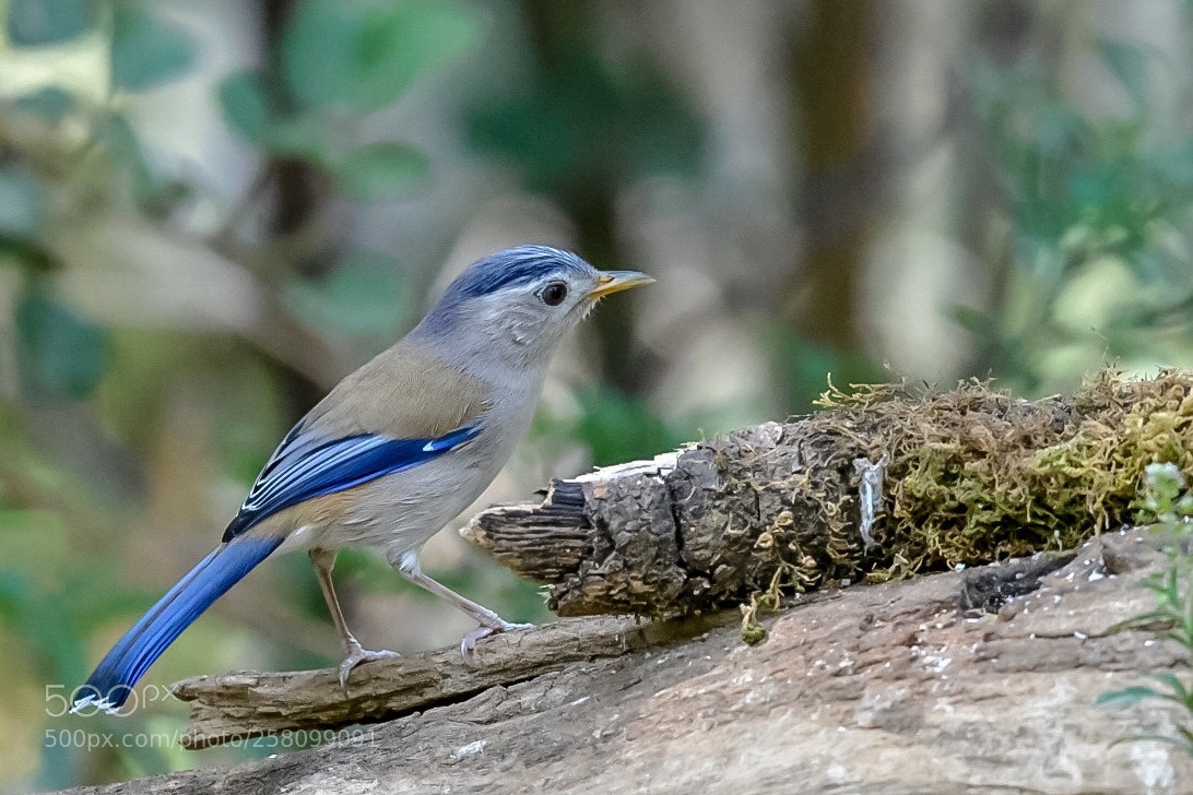 Nikon D500 sample photo. Blue-winged siva photography