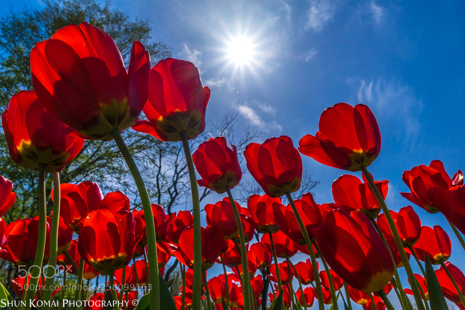 Sony a7 sample photo. Shooting the sun photography