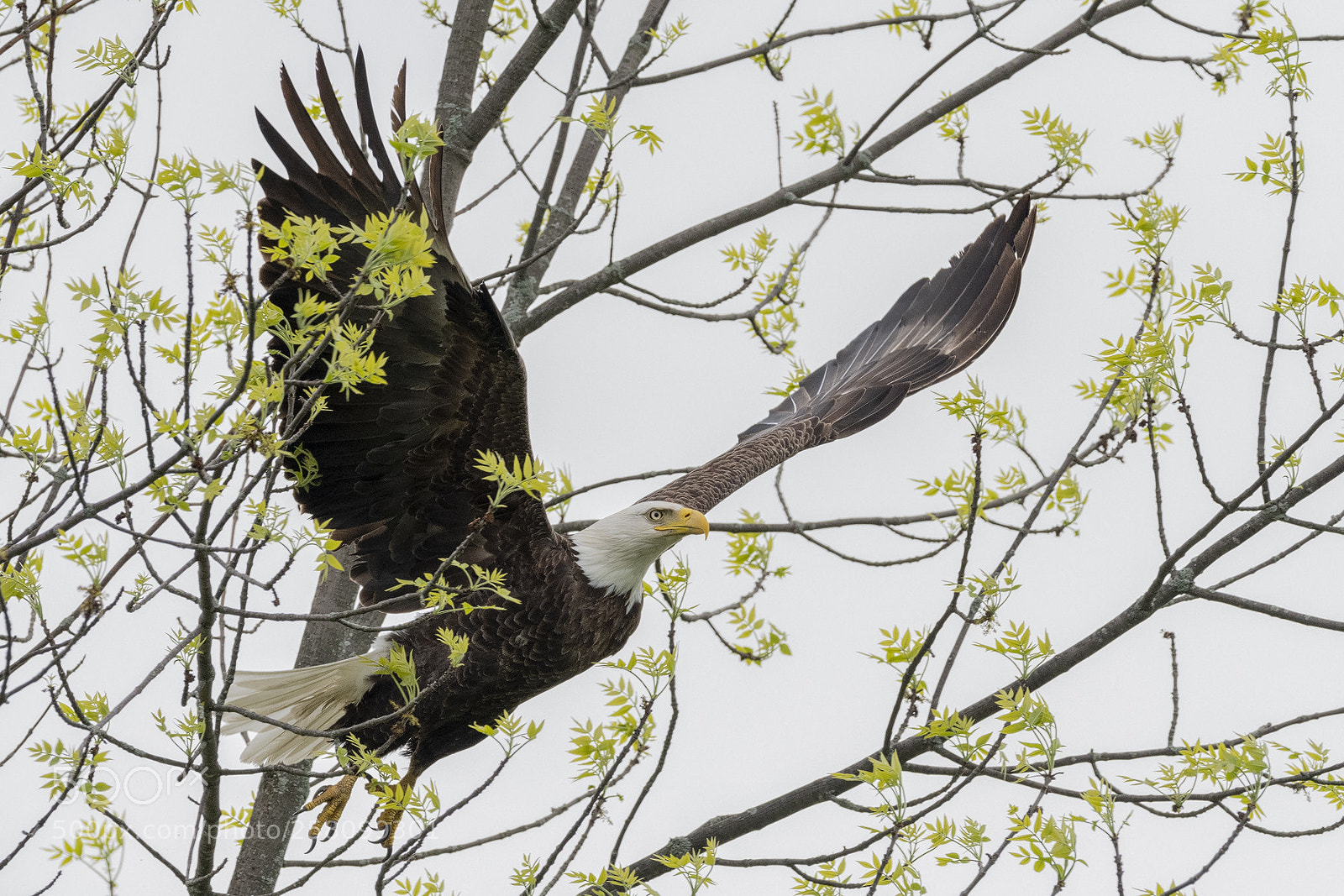 Nikon D850 sample photo. Bald eagle photography