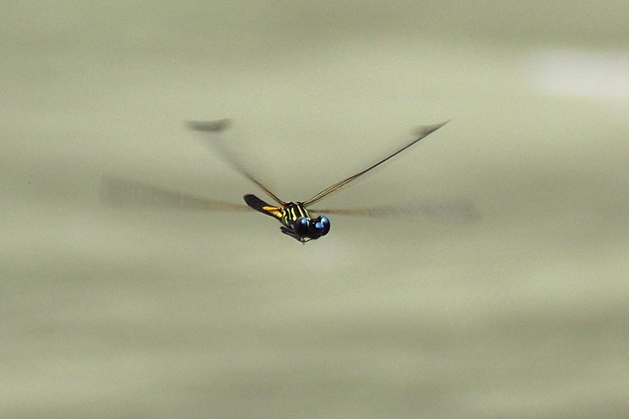 Olympus PEN E-PL6 sample photo. Freezing damsel photography