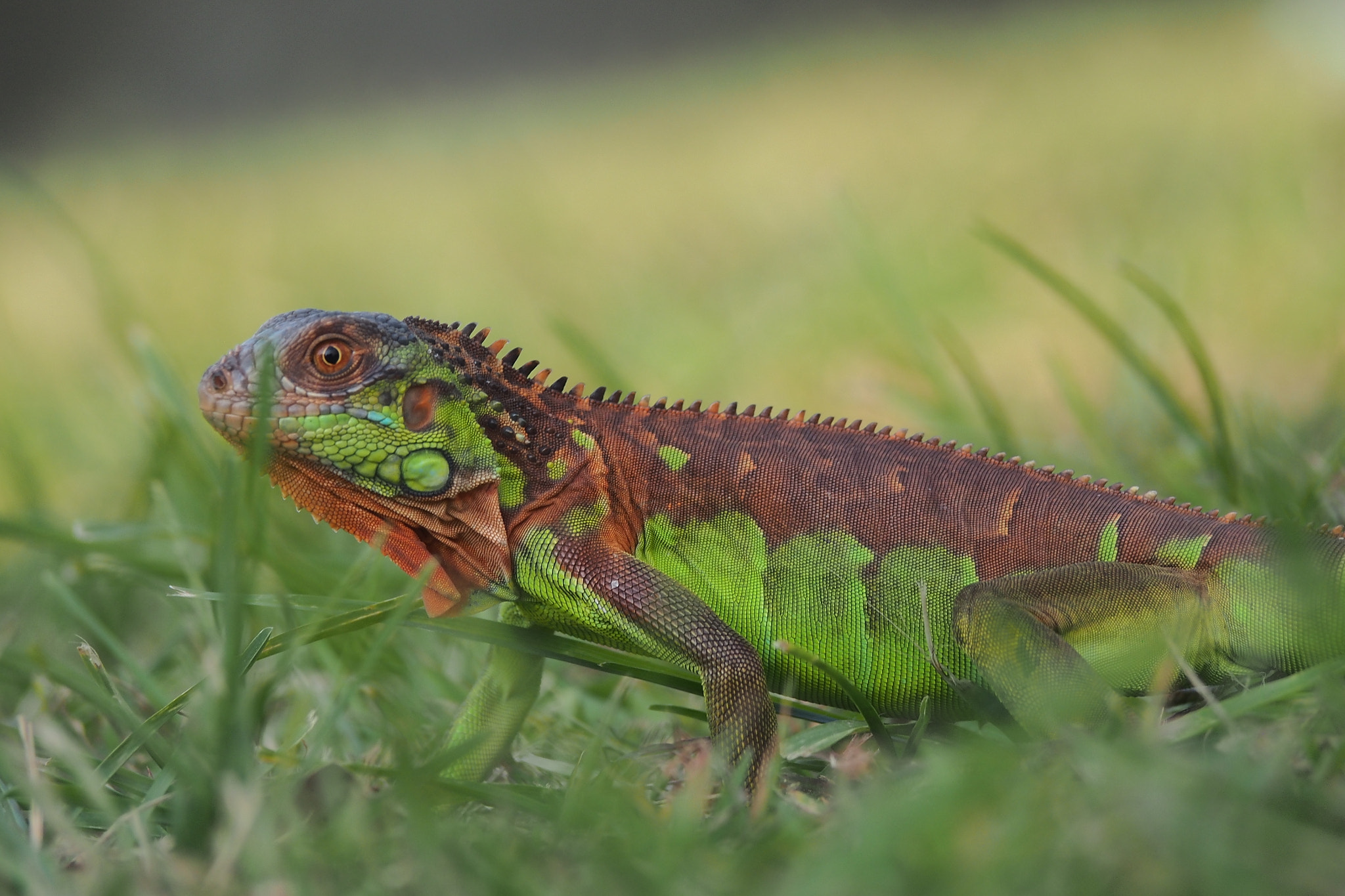 Olympus PEN E-PL6 sample photo. Monster child iguana photography