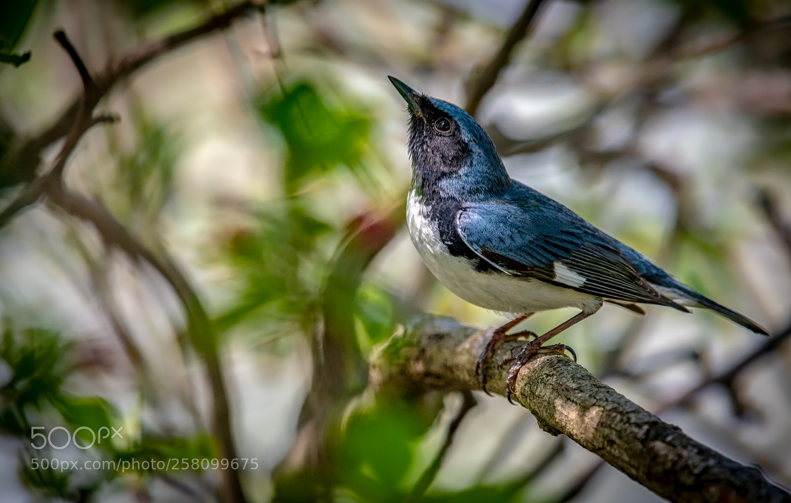 Nikon D500 sample photo. Black-throated blue warbler photography