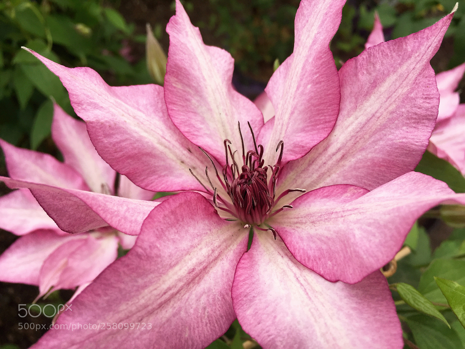 Apple iPhone 6 Plus sample photo. Clematis photography