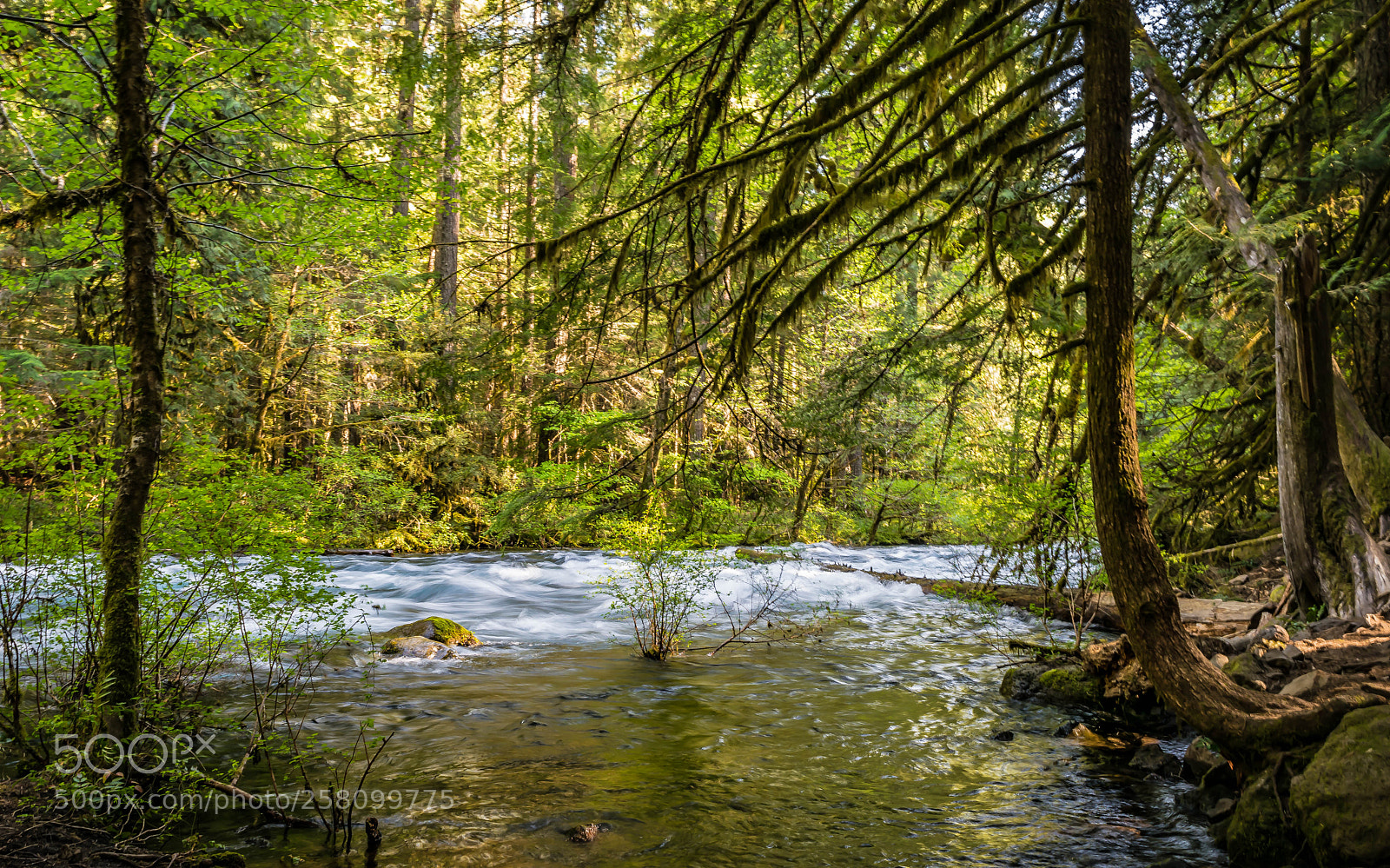 Nikon D3300 sample photo. Mackenzie river trail photography