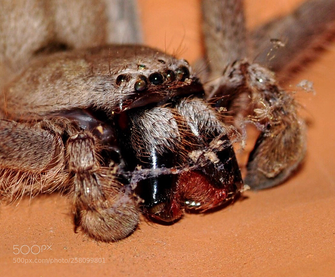 Nikon D90 sample photo. Huntsman smile photography