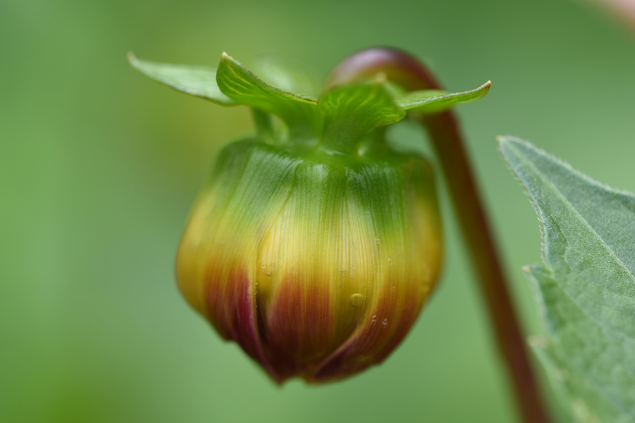 Nikon AF Micro-Nikkor 200mm F4D ED-IF sample photo. Bud photography