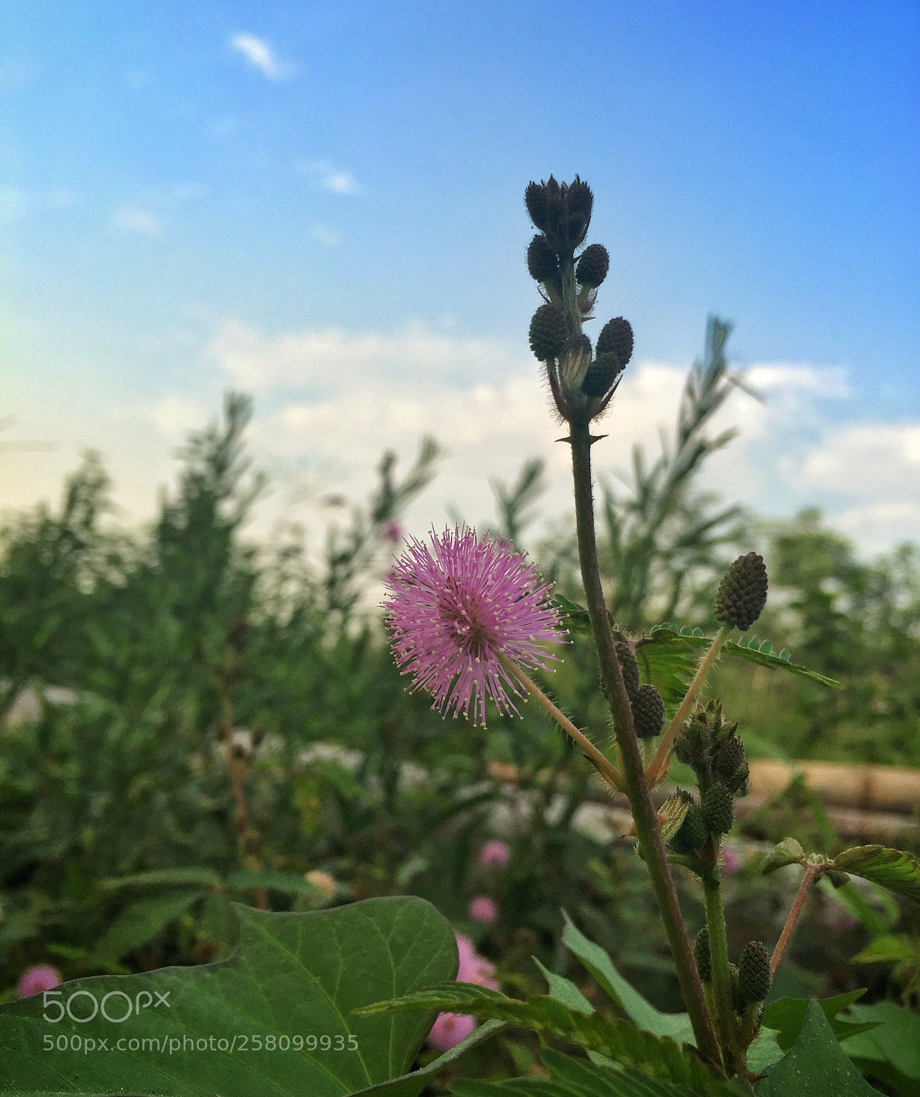 Apple iPhone 6 sample photo. The shameplant photography