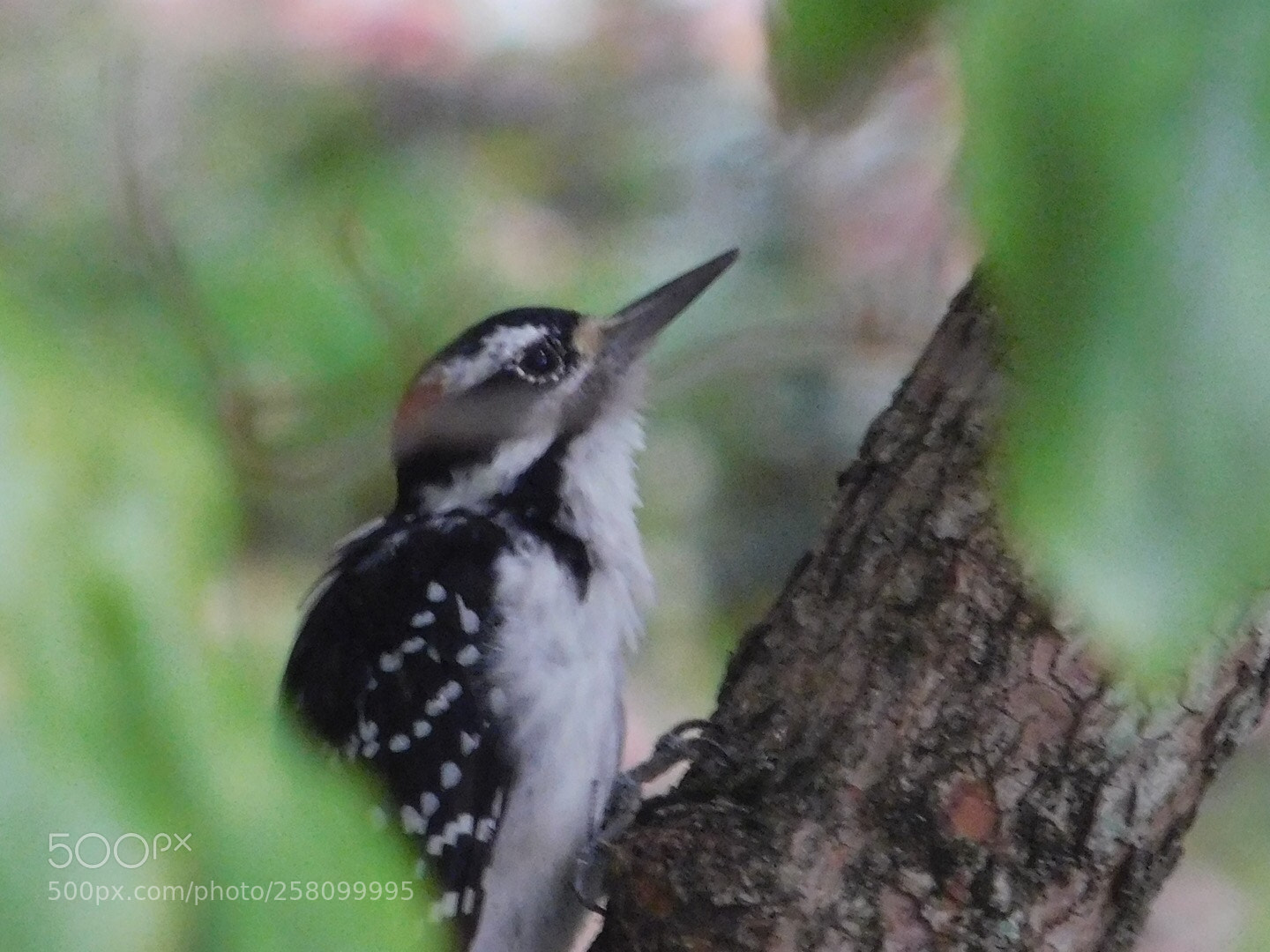 Nikon Coolpix L840 sample photo. Downy woodpecker male photography