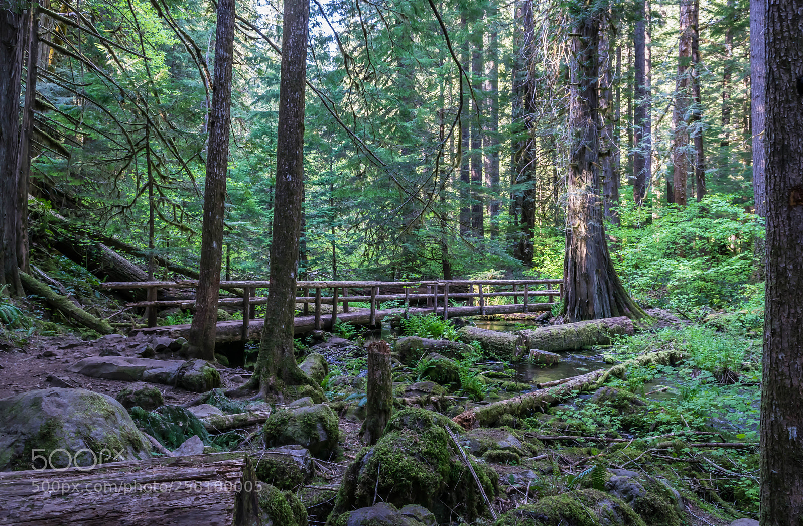 Nikon D3300 sample photo. The bridge photography