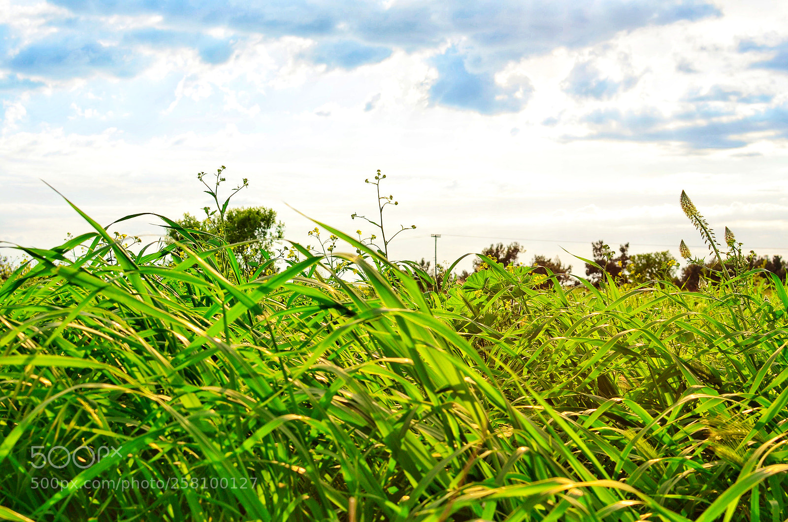 Nikon D7000 sample photo. Green meadow photography