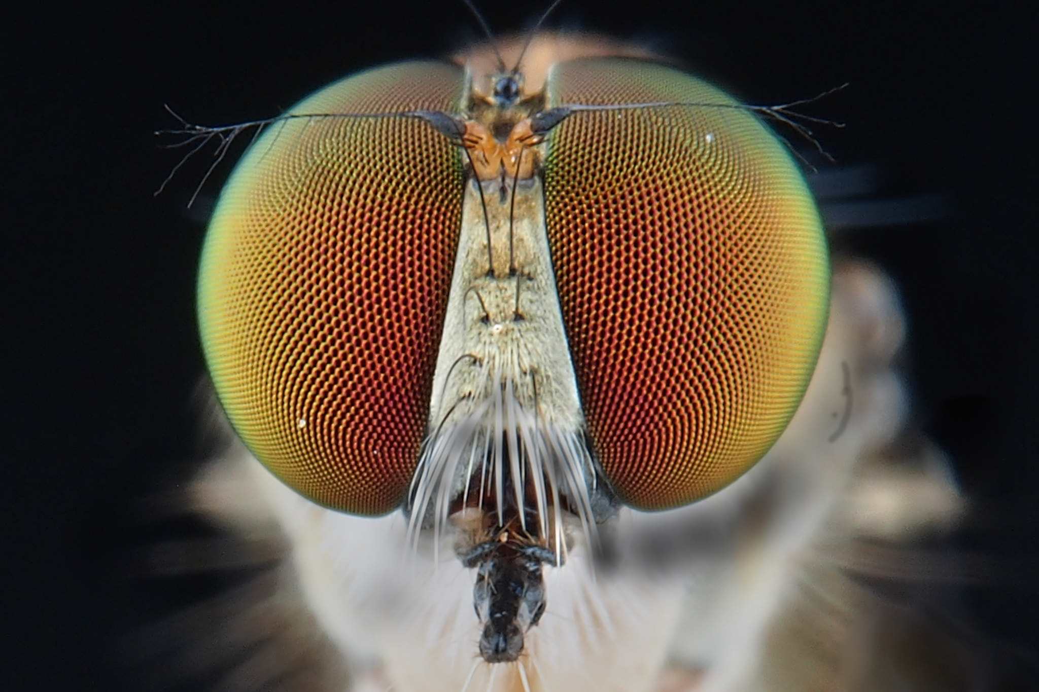 Olympus PEN E-PL6 sample photo. My eyes robberfly photography