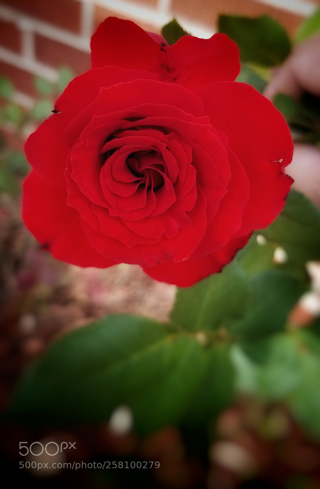 Samsung Galaxy S8+ sample photo. Red rose close up photography