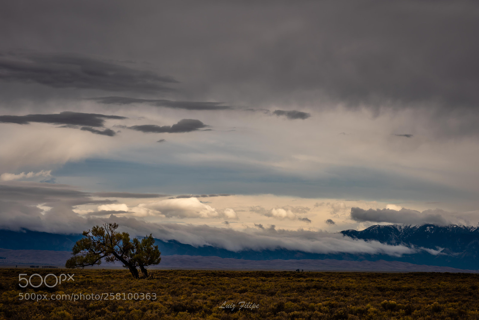 Nikon D810 sample photo. Lonely tree photography
