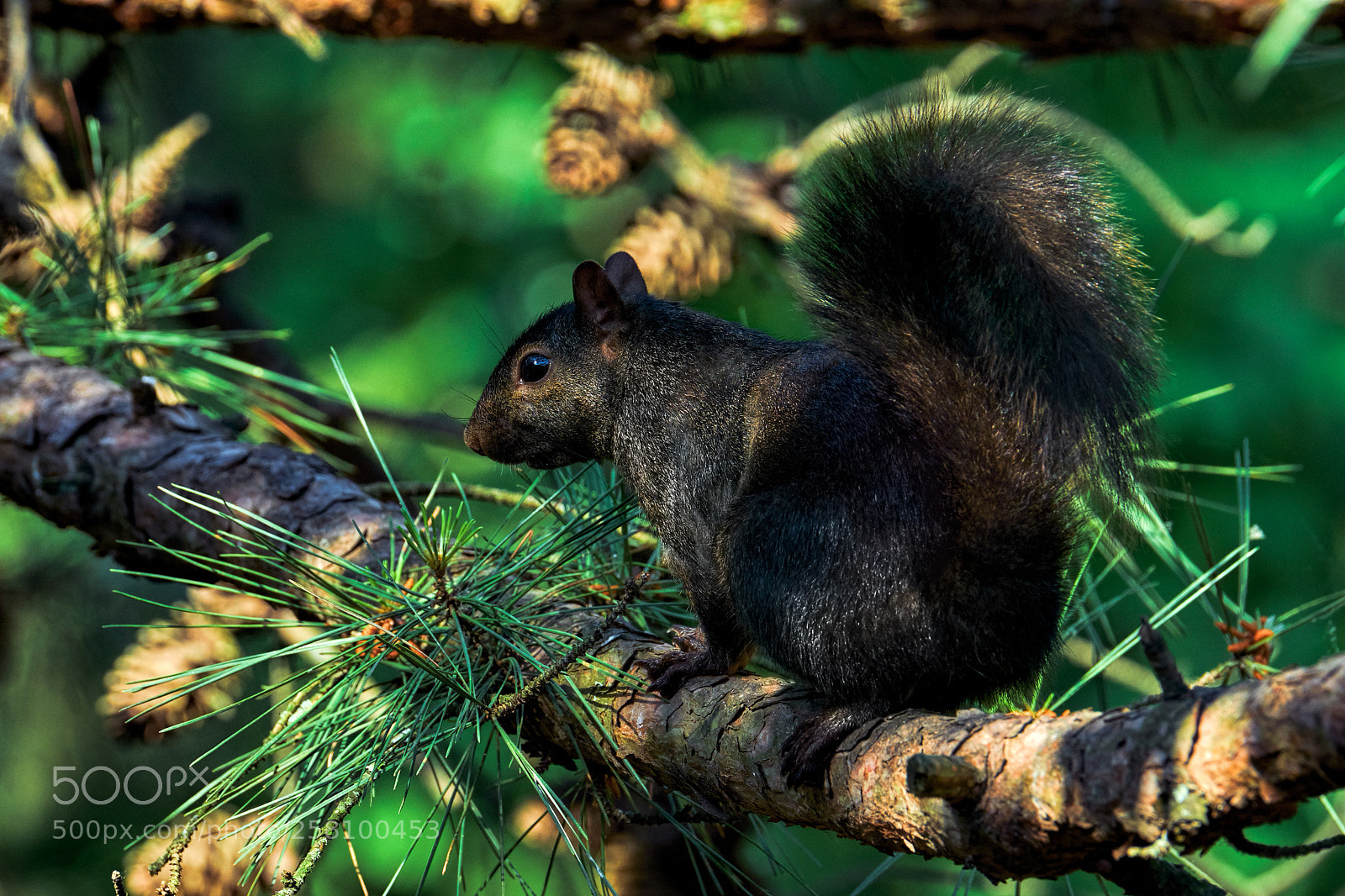 Fujifilm X-H1 sample photo. Arkansa black squirrel photography