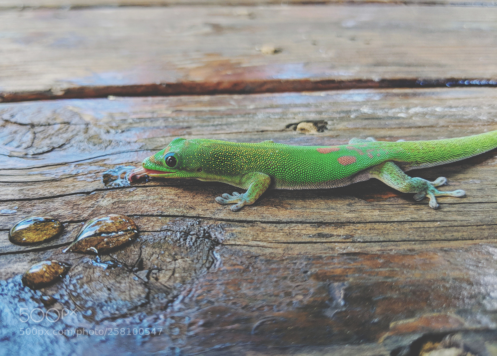 Google Pixel 2 XL sample photo. Gecko having a drink photography