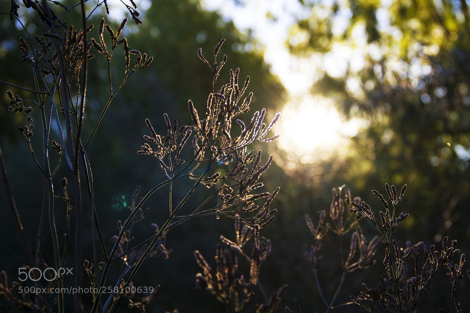 Canon EOS 7D sample photo. Untitled photography