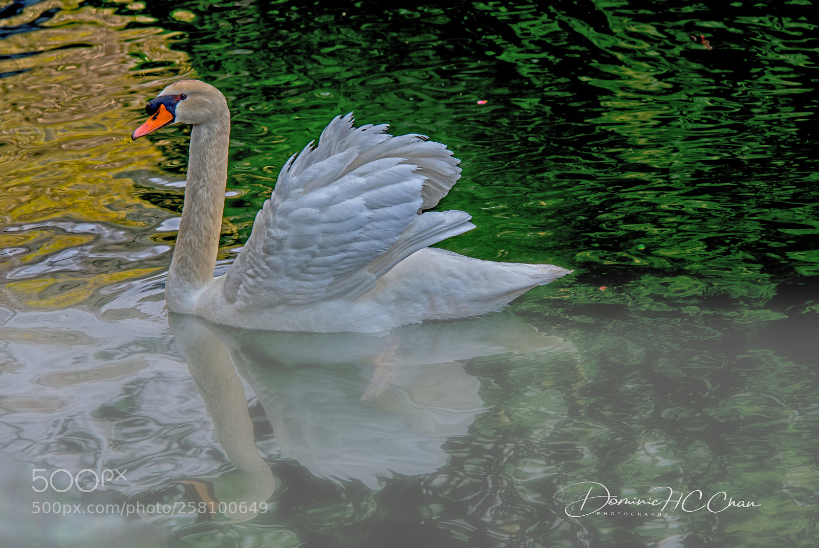 Nikon D750 sample photo. Swan photography