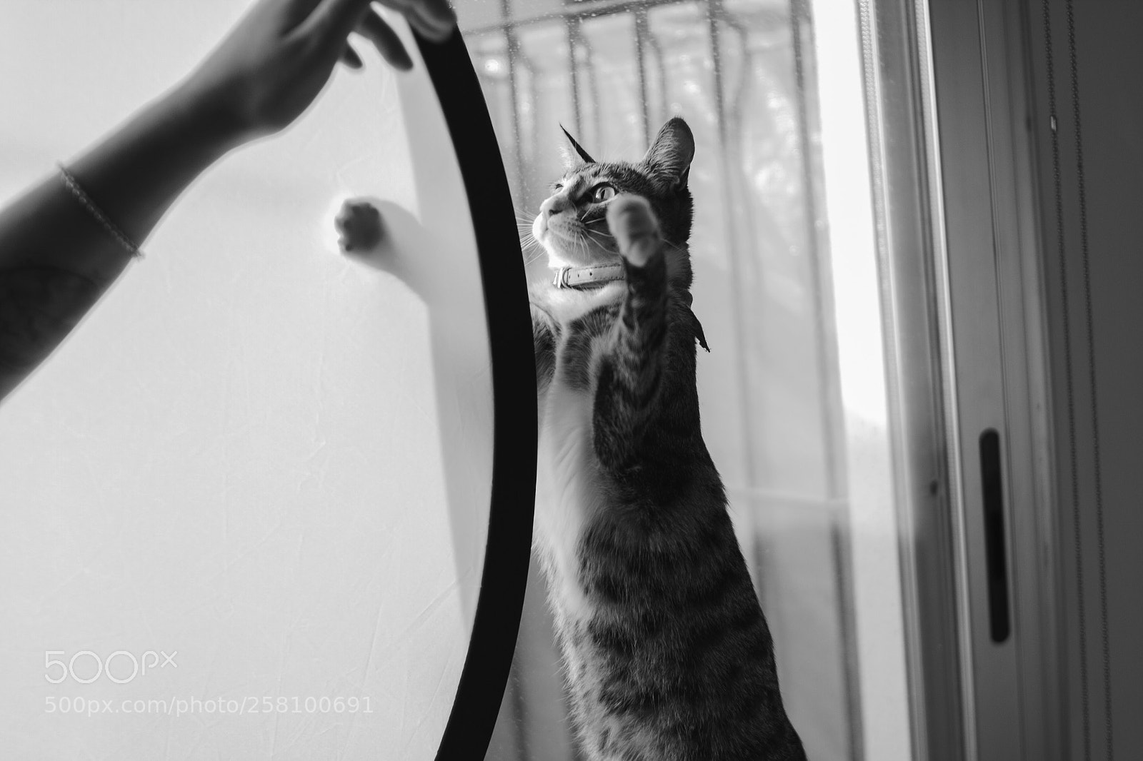 Canon EOS 7D sample photo. Catito photography
