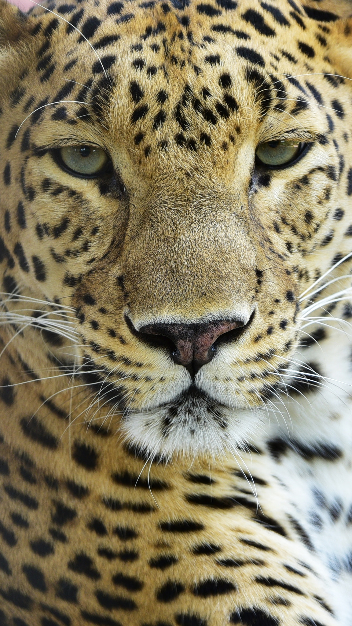 Nikon AF-S Nikkor 200-500mm F5.6E ED VR sample photo. Leopard portrait photography