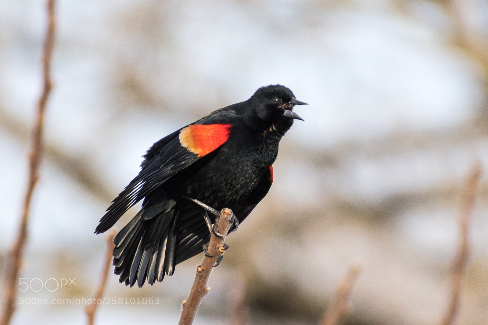Nikon D5600 sample photo. Red-windged blackbird photography