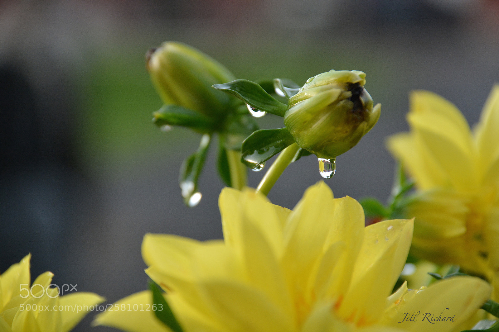 Nikon D7100 sample photo. After the rain photography