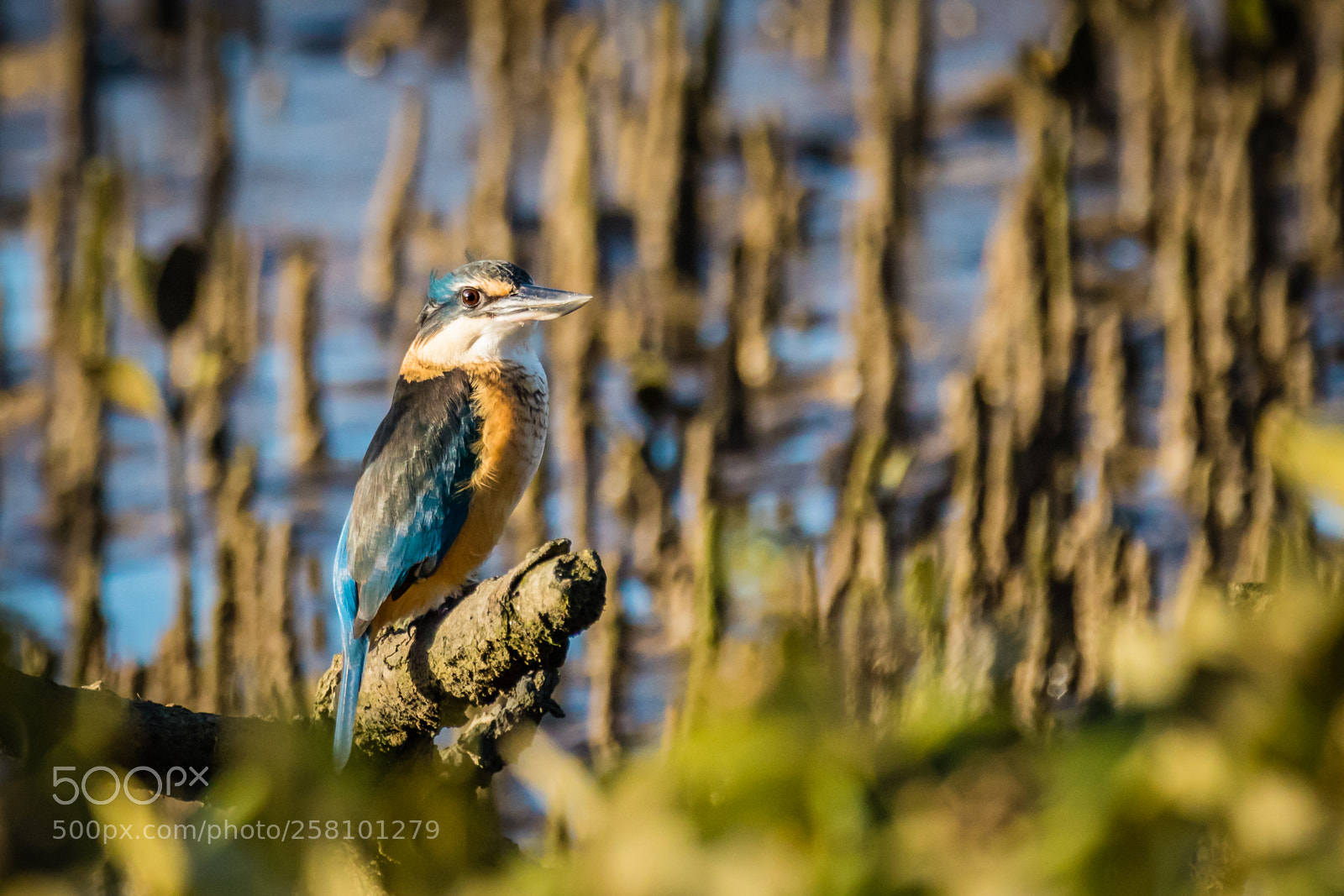 Canon EOS 7D Mark II sample photo. Kingfisher photography